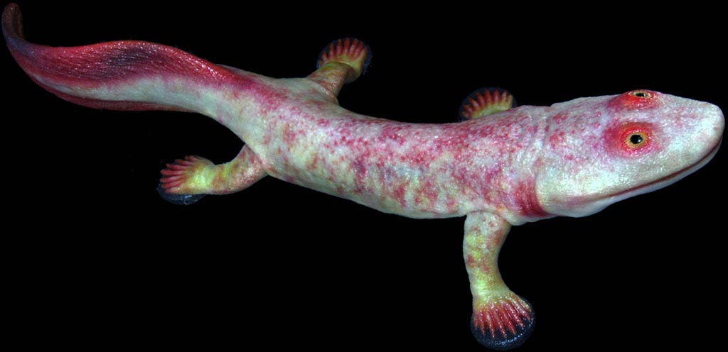 Acanthostega gunnari  model from Paleozoo Evolutionary Models by Bruce Currie.