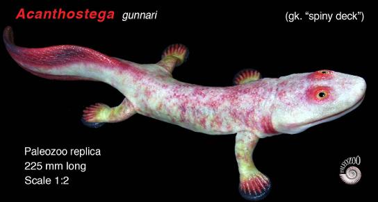 Acanthostega gunnari model lateral view from Paleozoo by Bruce Currie
