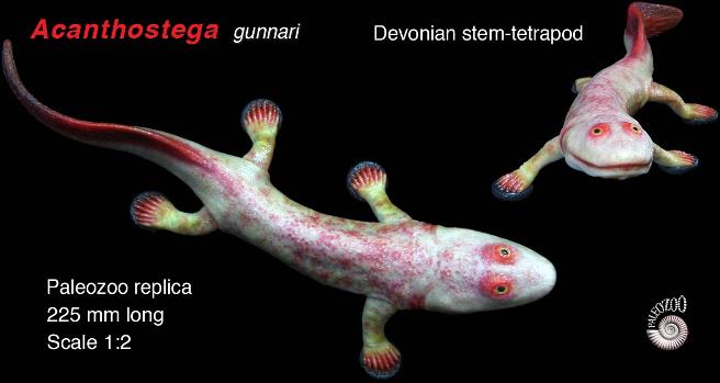 Acanthostega gunnari model dorsal view from Paleozoo by Bruce Currie