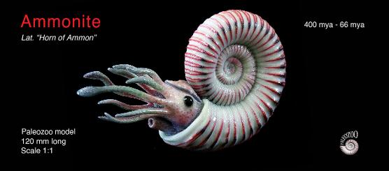 Ammonite model from Paleozoo Evolutionary Portraits created by paleoartist Bruce Currie