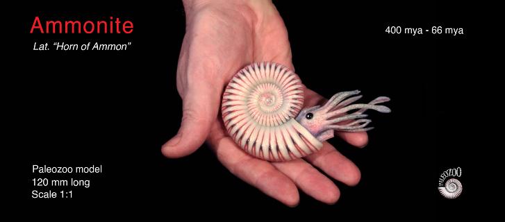 Ammonite model from Paleozoo Evolutionary Portraits created by paleoartist Bruce Currie