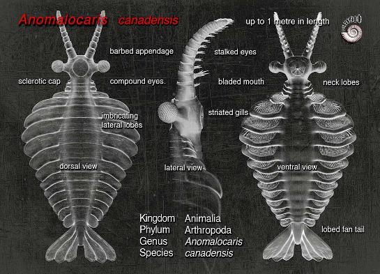 Anomalocaris anatomy illustration by Paleozoo