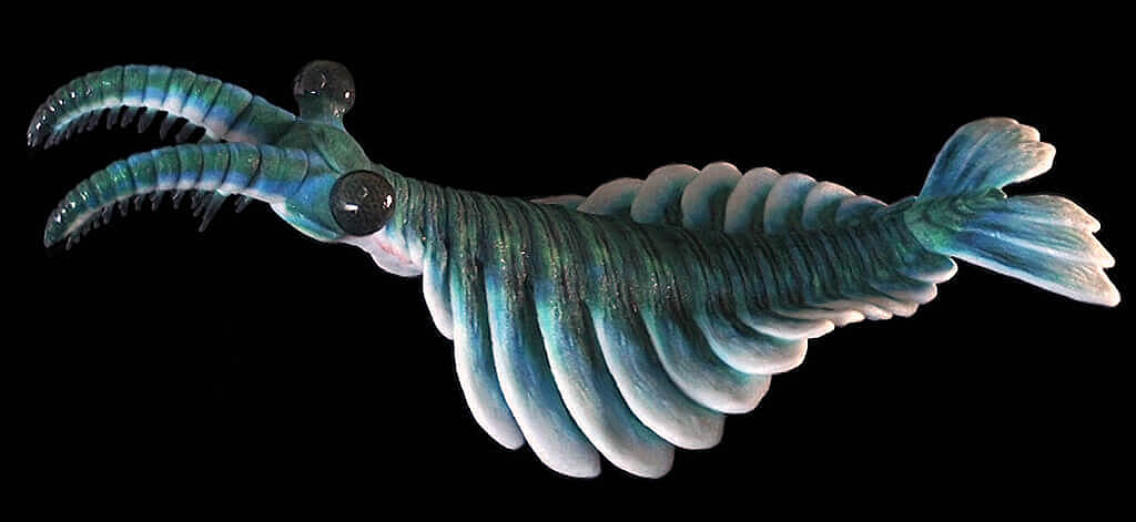 Anomalocaris canadensis model from Paleozoo Evolutionary Models created by Bruce Currie