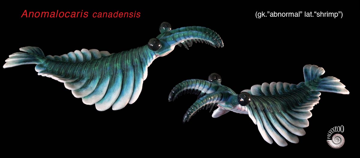 Anomalocaris canadensis model from Paleozoo