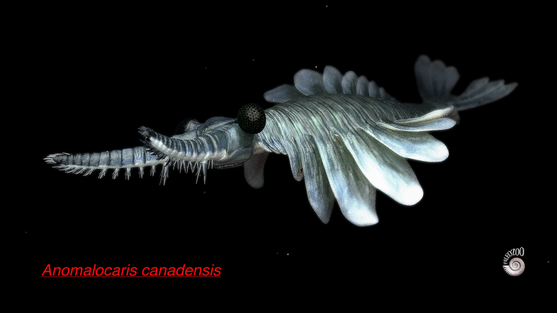Anomalocaris Cambrian model from Paleozoo