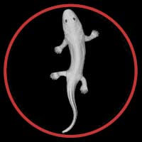 Acanthostega button by Paleozoo