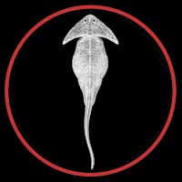 Diplocaulus button by Paleozoo