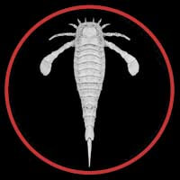 Eurypterus button from Paleozoo