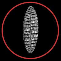 Fractofusus misrai by Paleozoo