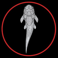Gogo Fish  button by Paleozoo
