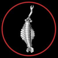 Opabinia regalis Cambrian period extinct lifeform by Paleozoo