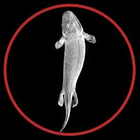 Tiktaalik button by Paleozoo