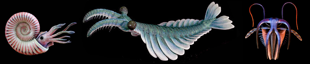 Paleozoo evolutionary models, ammonite, anomalocaris, marrella