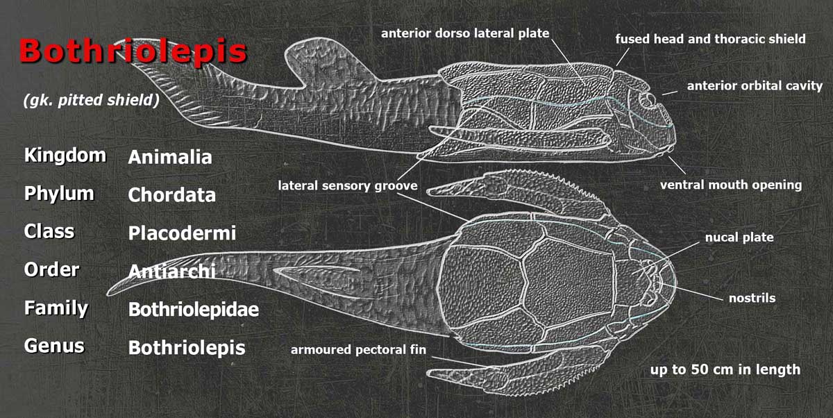 Bothriolepis anatomy from Paleozoo Evolutionary Models by Bruce Currie