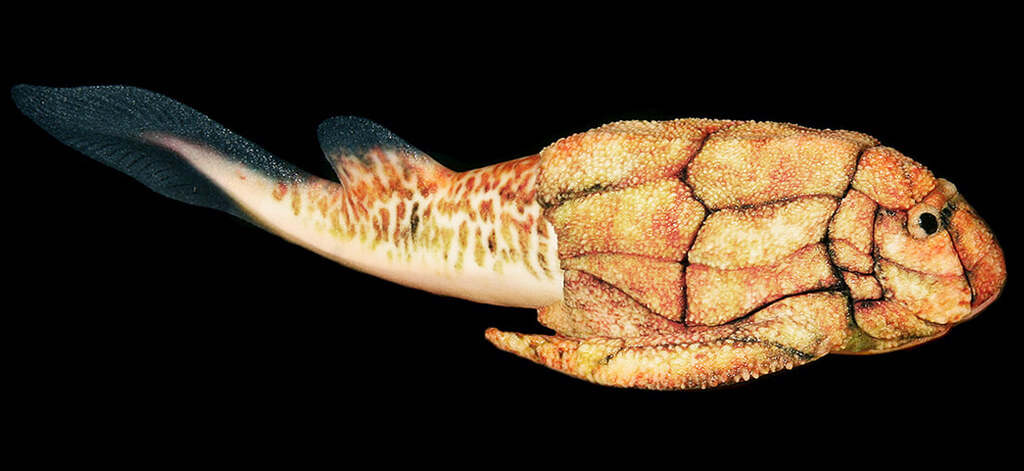 Bothriolepis model from Paleozoo Evolutionary Models by Bruce Currie