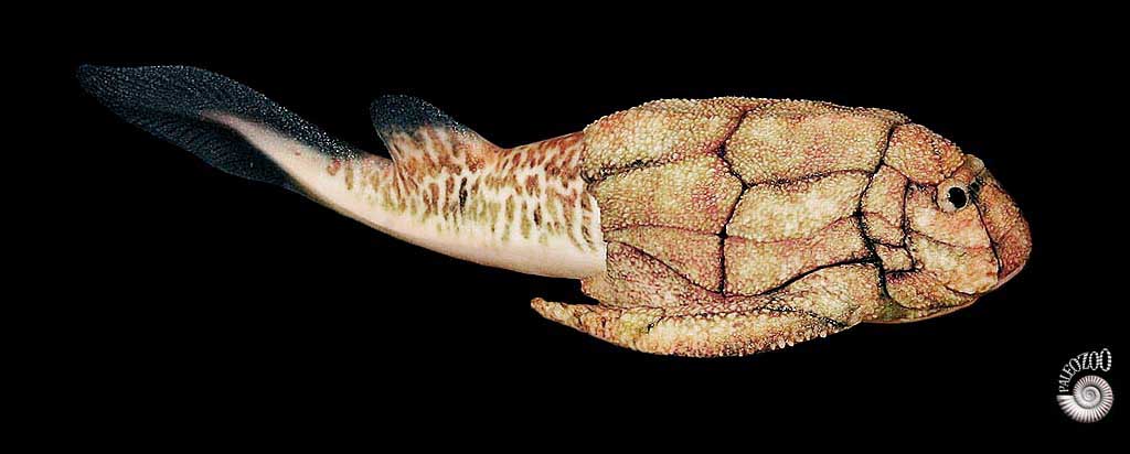 Bothriolepis model lateral view from Paleozoo Evolutionary Models by Bruce Currie