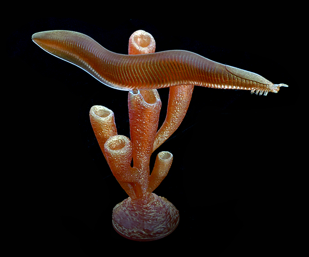 Pikaia model from Paleozoo Evolutionary Models created by paleoartist Bruce Currie