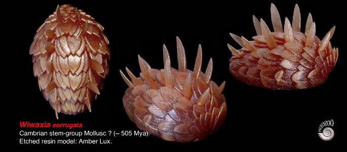 Wiwaxia Cambrian Mollusc Paleozoo