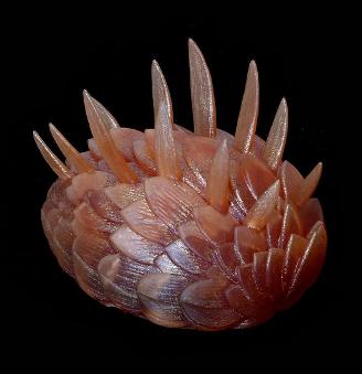 Wiwaxia model from Paleozoo