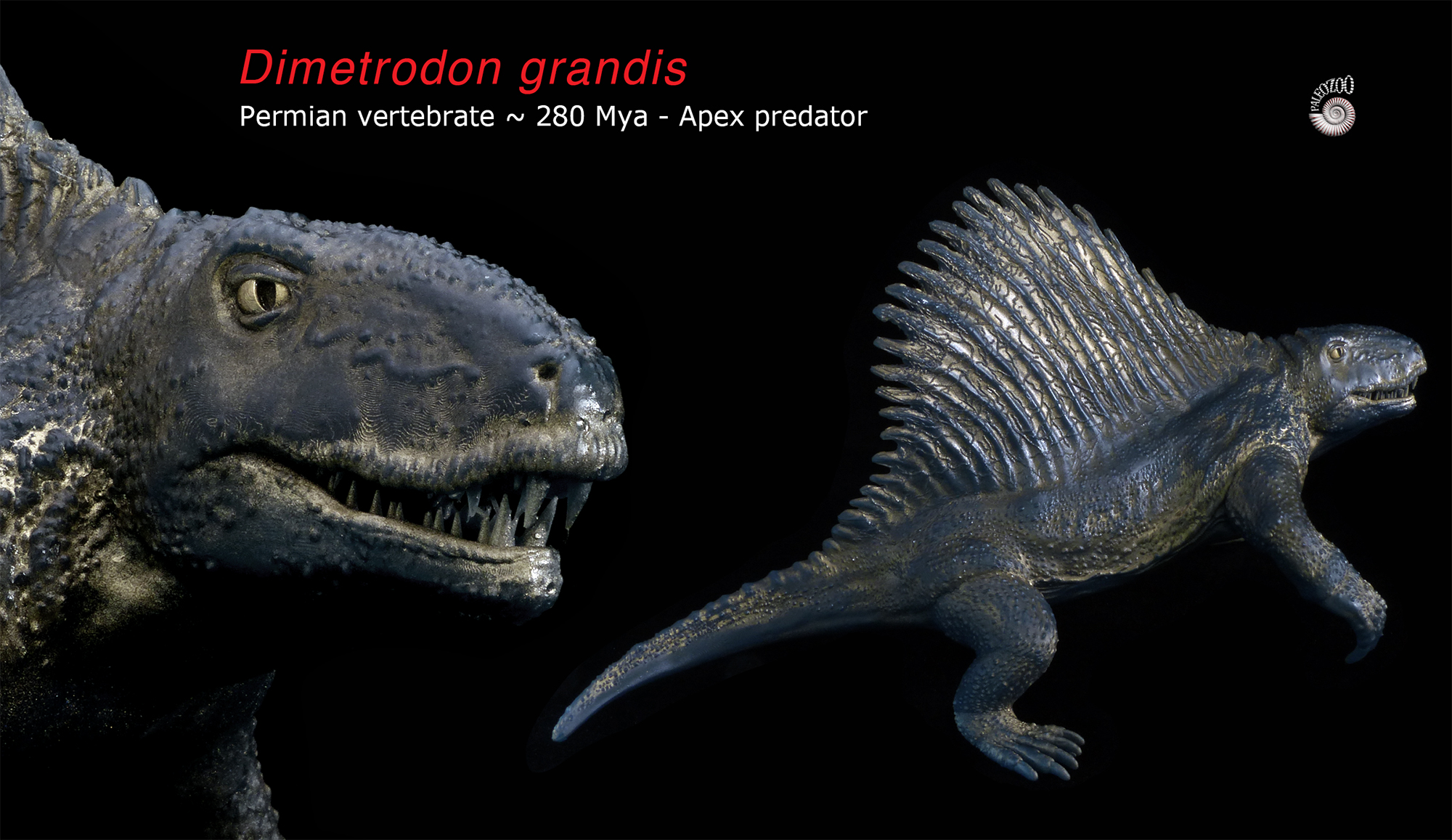 Dimetrodon Permian vertebrate model from Paleozoo