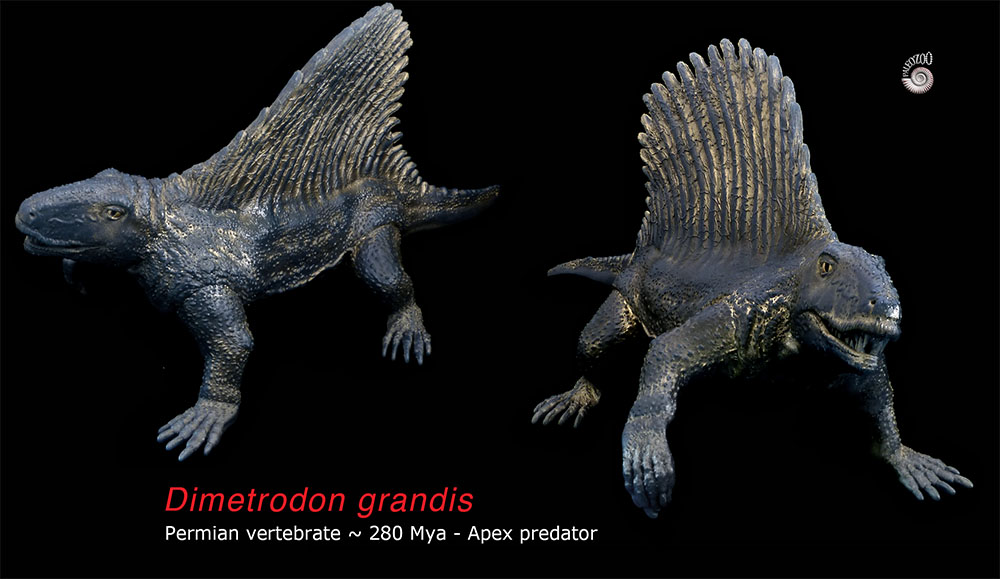 Dimetrodon vertebrate Permian model from Paleozoo