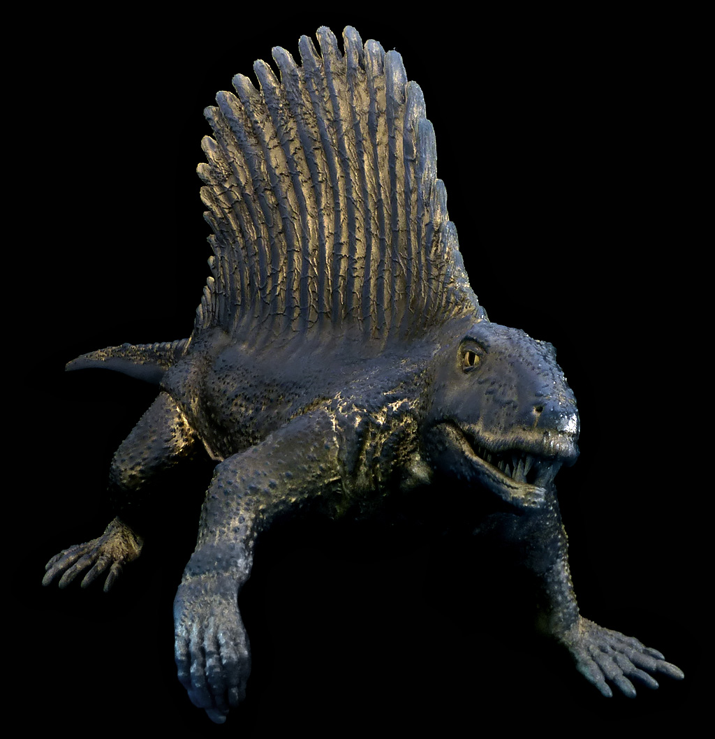 Dimetrodon grandis model from Paleozoo
