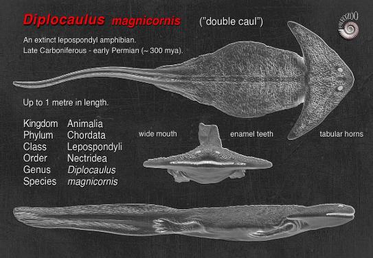 Diplocaulus magnicornis anatomy artwork from Paleozoo by paleoartist Bruce Currie