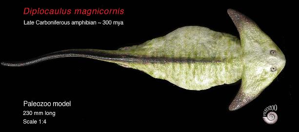 Diplocaulus magnicornis model from Paleozoo by paleoartist Bruce Currie