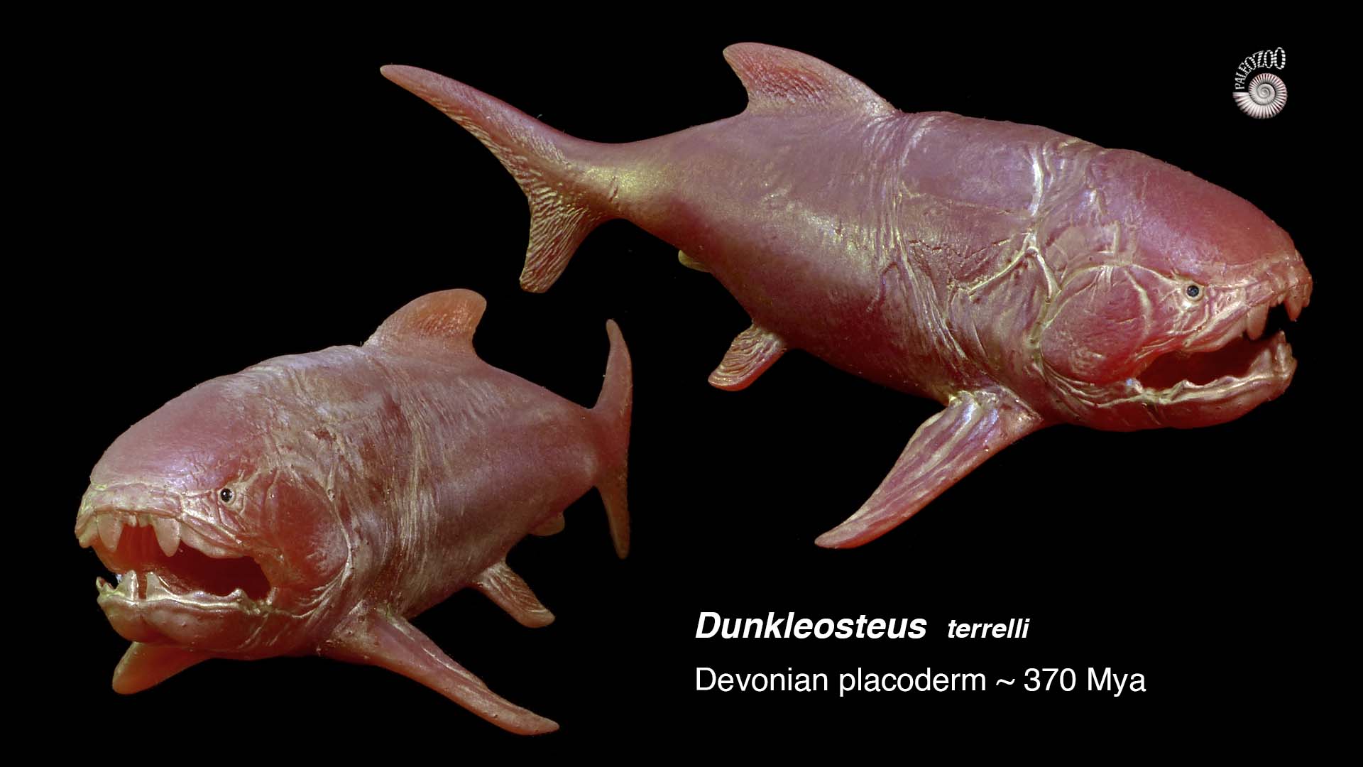 Dunkleosteus extinct devonian placodermmodel lateral from Paleozoo by Bruce Currie