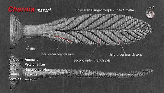 Charnia masoni anatomy artwork from Paleozoo by paleoartist Bruce Currie