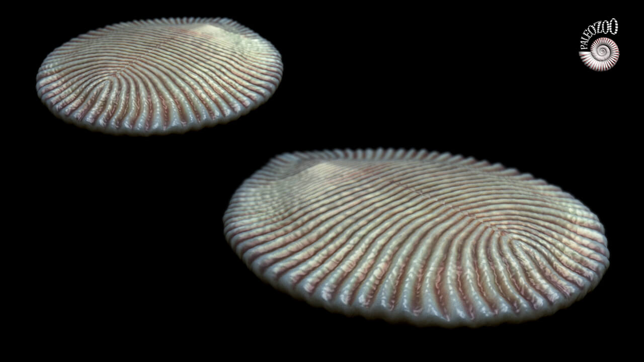 Dickinsonia costata Ediacaran period lifeform by Paleozoo