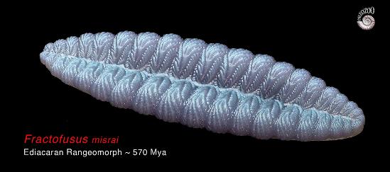 Ediacaran rangeomorph fractofusus misrai from Paleozoo