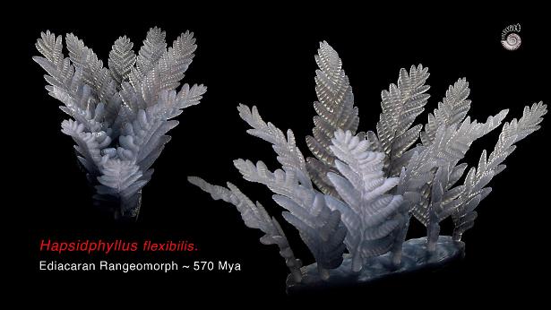 Ediacaran rangeomorph Hapsidophyllas by Paleozoo