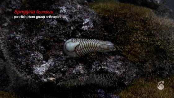 Ediacaran Spriggina stem-group arthropod from Paleozoo