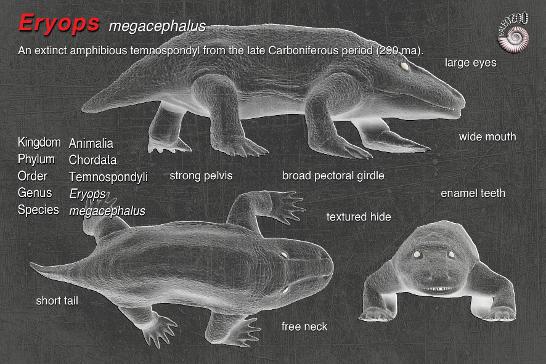 Eryops megacephalus anatomy artwork from Paleozoo Evolutionary Models by Bruce Currie