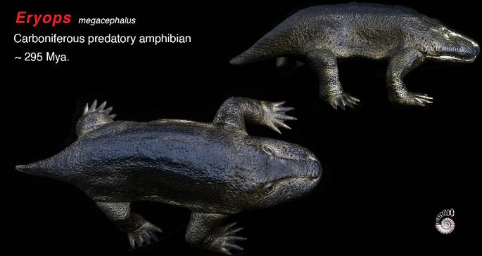 Eryops Carboniferous amphibian predator model from Paleozoo