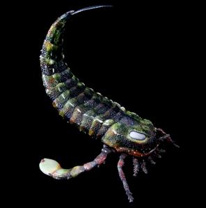 Eurypterus remipes model from Paleozoo Evolutionary Portraits created by Bruce Currie