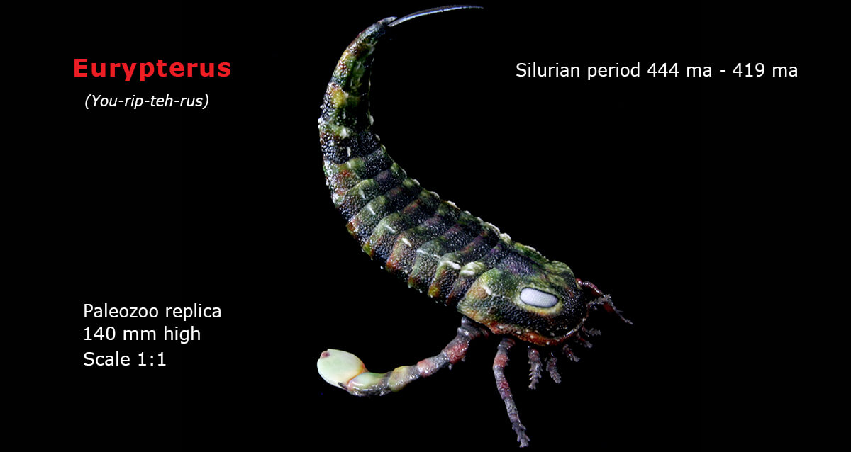 Eurypterus remipes model lateral view from Paleozoo Evolutionary models by Bruce Currie