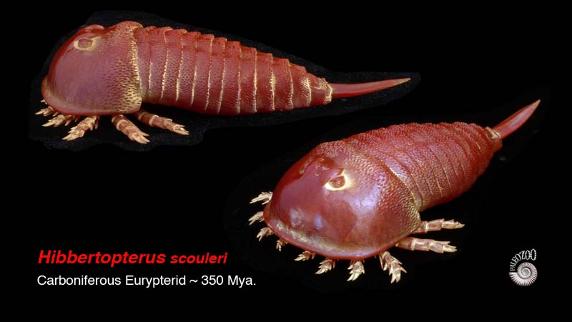 Hibbertopterus Eurypterid model from Paleozoo