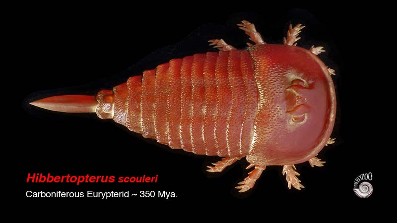 Hibbertopterus Carboniferous arthropod from Paleozoo