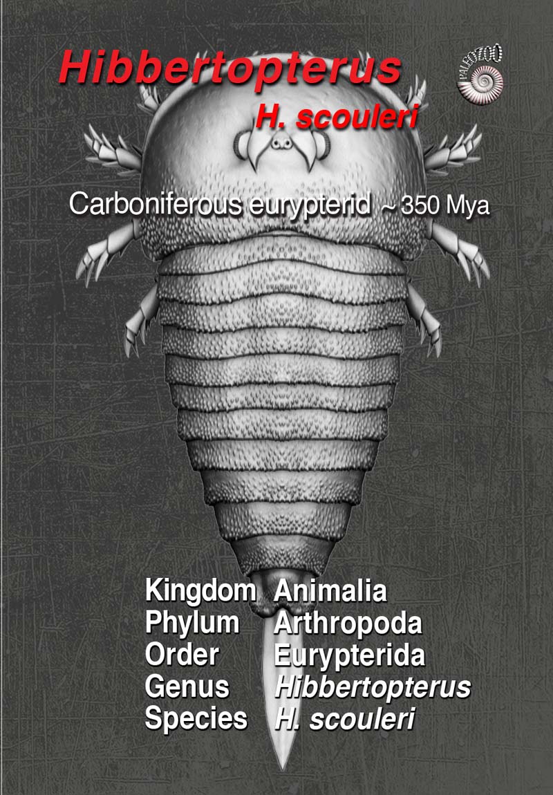 Hibbertopterus illustration by Paleozoo