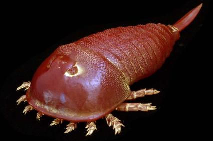 Hibbertopterus model from Paleozoo by paleoartist Bruce Currie