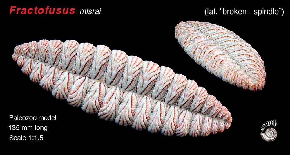 Fractofusus misrai model from Paleozoo by Bruce Currie