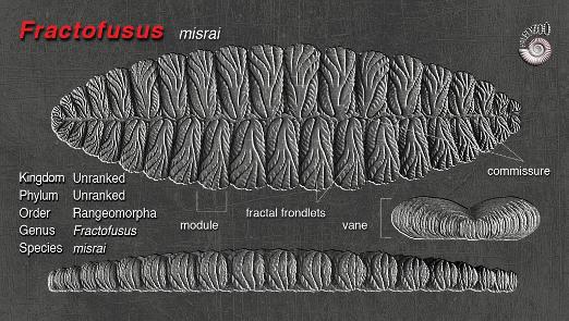 Fractofusus misrai anatomy artwork from Paleozoo by Bruce Currie