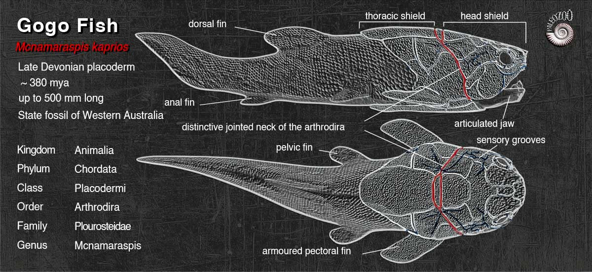 Gog Fish Mcnamaraspis anatomy from Paleozoo Evolutionary Models by Bruce Currie