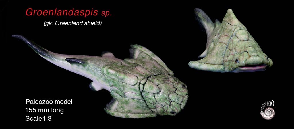 Groenlandaspis model dorsal view from Paleozoo Evolutionary Models by Bruce Currie
