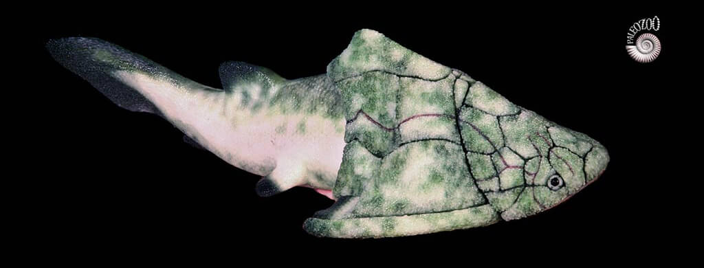 Groenlandaspis model lateral view from Paleozoo Evolutionary Models by Bruce Currie