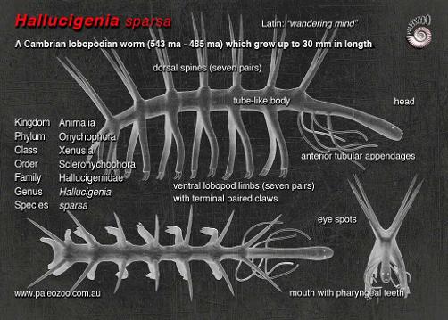 Hallucigenia sparsa anatomy Cambrian period extinct lifeform by Paleozoo