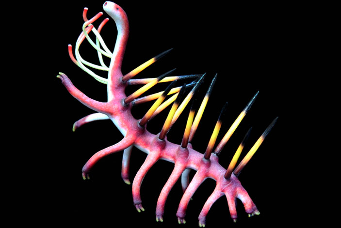 Hallucigenia sparsa model from Paleozoo Evolutinary Models created by paleoartist Bruce Currie