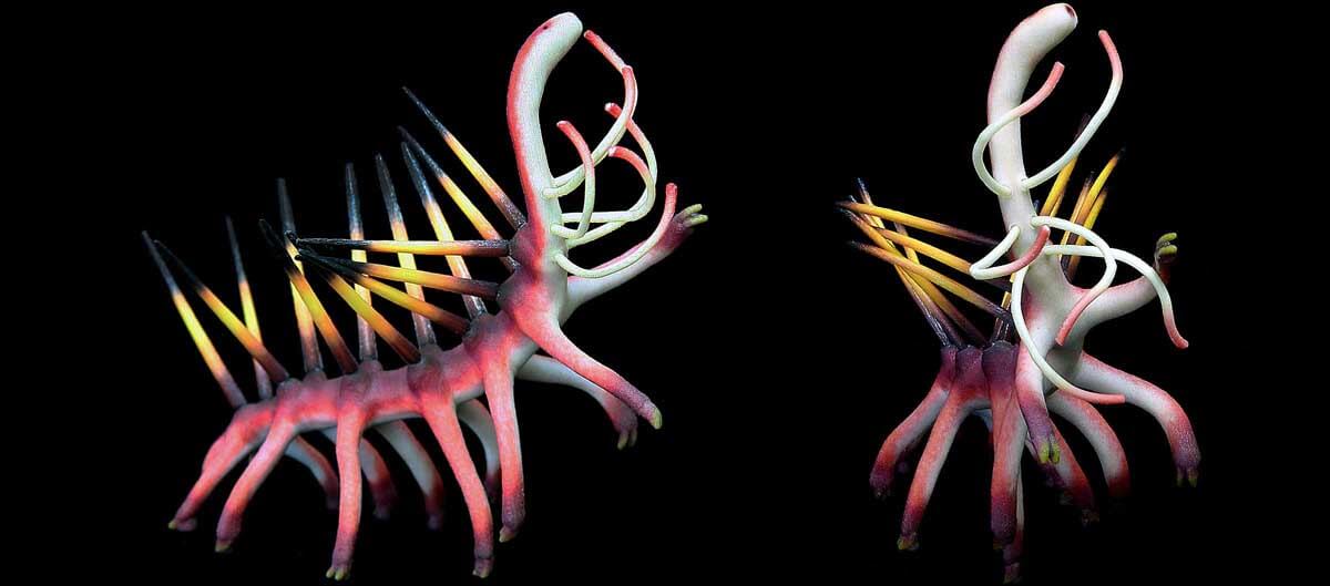 Hallucigenia model by paleoartist Bruce Currie